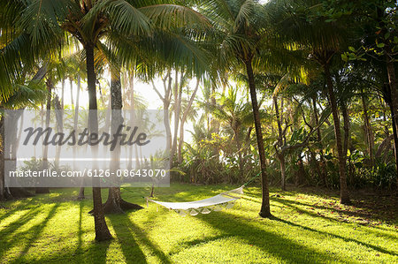 Costa Rica, Santa Teresa, Hammock between palm trees
