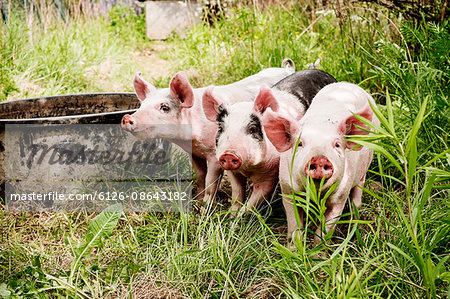 Sweden, Uppland, Ekero, Three piglets in grass