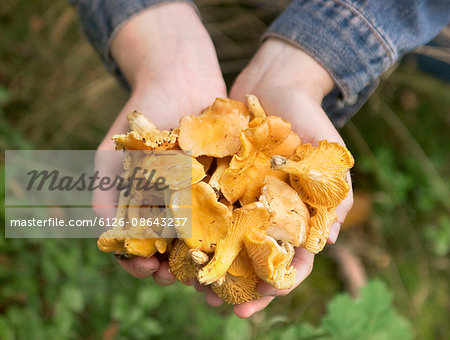 Sweden, Bohuslan, Woman holding chantarelles