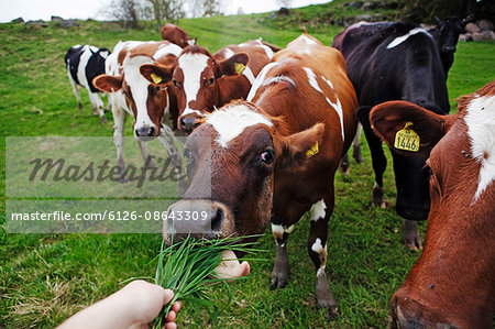 Sweden, Ostergotland, Cow eating grass from human hand