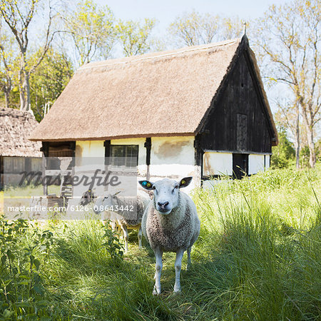 Denmark, Bornholm, Boderne, Sheep (ovis aries) in front of local museum