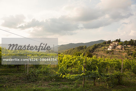 Italy, Tuscany, Dicomano, Vineyard under cloudy sky at sunset