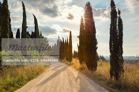 Italy, Tuscany, Ponte D'arbia, Treelined dirt road at sunset