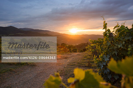 Italy, Tuscany, Dicomano, Landscape of vineyard at sunset