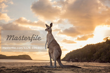 Australia, Queensland, Cape Hillsbourgh, Kangaroo (Macropus) on beach at sunset