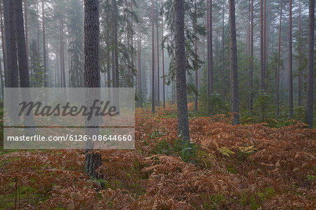 Sweden, Ostergotland, Kolmarden, Conifer forest