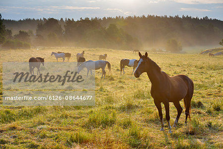 Sweden, Uppland, Lidingo, View of horses (Equus ferus caballus) in meadow at sunrise