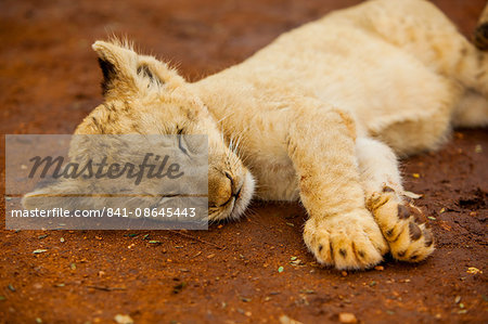 Baby lion at Kruger National Park, Johannesburg, South Africa, Africa Baby lion at Kruger National Park, Johannesburg, South Africa, Africa