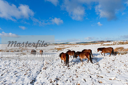 Ponies forage for food in the snow on the Mynydd Epynt moorland, Powys, Wales, United Kingdom, Europe