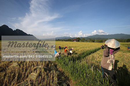 Rice fields with stunning mountain back drop and farmers harvesting rice, Van Vieng, Vientiane Province, Laos, Indochina, Southeast Asia, Asia