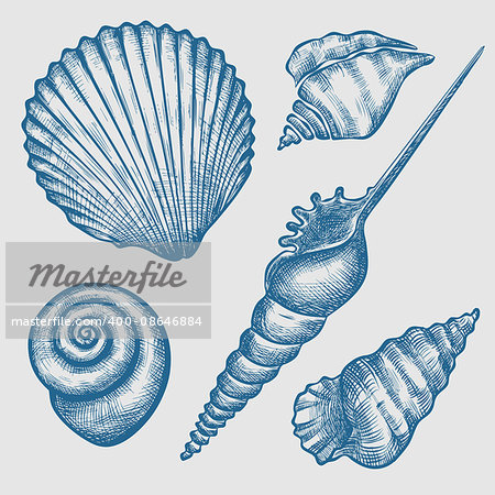 Vintage hand drawn set of various blue seashells. Isolated on white background. Vector illustration. Engraving illustration
