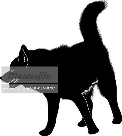laika. Siberian Laika. Husky dog. Husky dog pet favorite of black silhouette isolated on white background