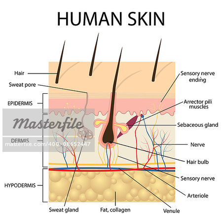 Illustration of human skin and hair anatomy. Also available as a Vector in Adobe illustrator EPS 10 format.