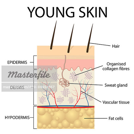 Young skin. Collagen and elastin form the structure of the dermis making it tight and plump. Also available as a Vector in Adobe illustrator EPS 10 format.