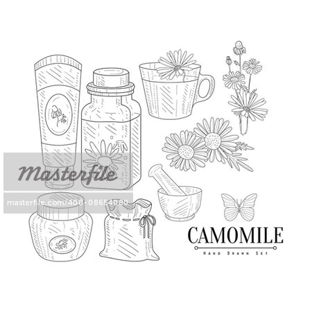 Camomile Cosmetics And Tea Hand Drawn Realistic Detailed Sketch In Classy Simple Pencil Style On White Background