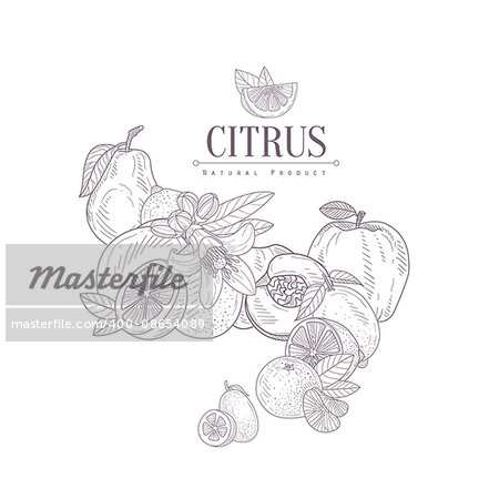 Fruit Still Life SEt Hand Drawn Realistic Detailed Sketch In Classy Simple Pencil Style On White Background
