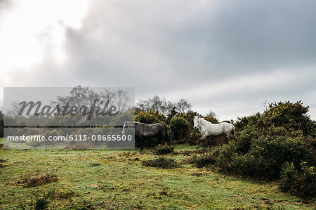 Wild horses walking through bushes into field, New Forest, United Kingdom