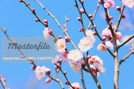 Plum blossoms