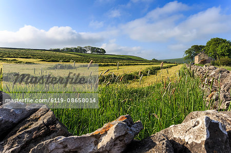Newly mown grass in field with dry stone walls, copse of trees and house, spring morning sun, Peak District, Derbyshire, England, United Kingdom, Europe Newly mown grass in field with dry stone walls, copse of trees and house, spring morning sun, Peak District, Derbyshire, England, United Kingdom, Europe