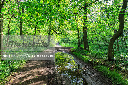 Trees in spring leaf provide canopy over hiking path with puddle reflections, Millers Dale, Peak District, Derbyshire, England, United Kingdom, Europe