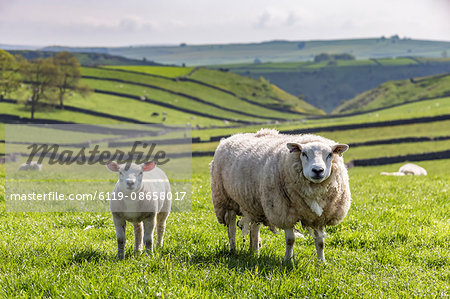 Sheep and lamb above Cressbrook Dale, typical spring landscape in the White Peak, Litton, Peak District, Derbyshire, England, United Kingdom, Europe