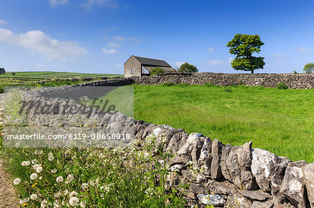 Typical spring landscape of country lane, dry stone walls, tree and barn, May, Litton, Peak District, Derbyshire, England, United Kingdom, Europe