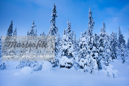 Sweden, Dalarna, Salen, Pine trees in winter at dusk