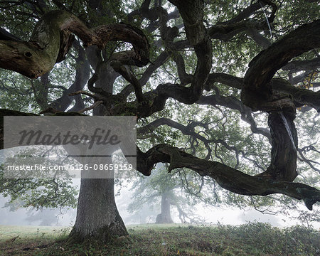 Sweden, Skane, Low angle view of English Oak (Quercus robur) in fog