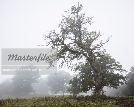 Sweden, Skane, Trees and English Oak (Quercus robur) in meadow in fog
