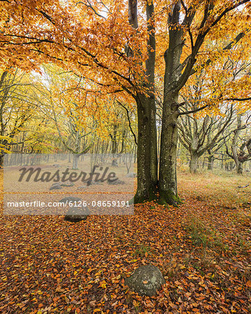 Sweden, Skane, Stenshuvud National Park, Autumn forest with yellow leaves