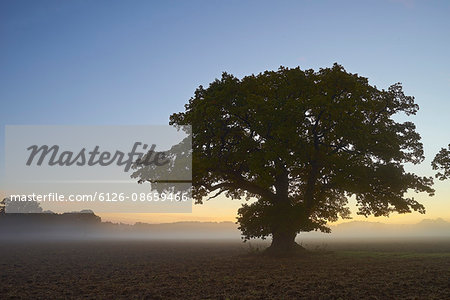 Sweden, Sodermanland, Single tree in foggy field at dawn