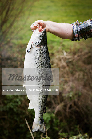 A man standing holding a large freshly caught salmon fish.