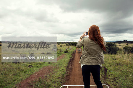 Woman taking photograph of zebras from top of vehicle in wildlife park, Nairobi, Kenya