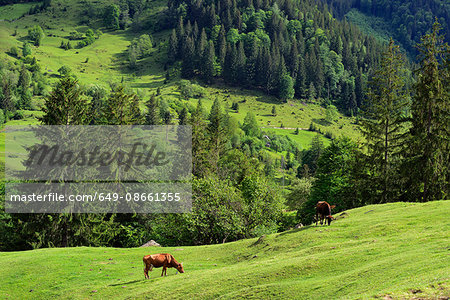 Dzembronya Village, Carpathian Mountains, Ivano-Frankovsk Region, Ukraine