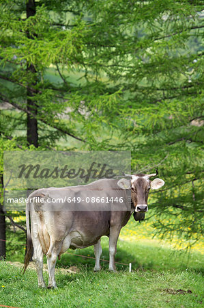 Cow wearing cow bell looking over shoulder, Swiss Alps, Switzerland