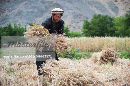 A farmer holds a freshly cut bundle of wheat in the Panjshir Valley, Afghanistan, Asia