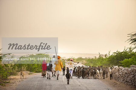Shepherds return from grazing their goats at sunset in the dry state of Rajasthan, India, Asia