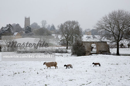 St. James' church and sheep with lambs in snow, Chipping Campden, Cotswolds, Gloucestershire, England, United Kingdom, Europe