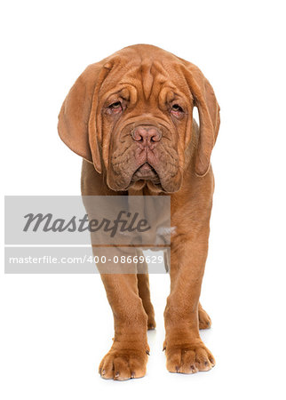 puppy Bordeaux mastiff in front of white background