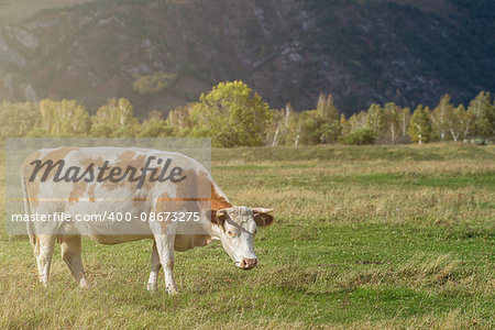 Grazing cow in mountain ranch, Altay Russia