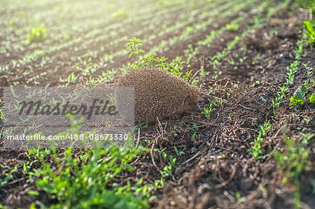 hedgehog at the green field