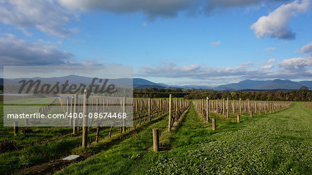 Neat rows of grape-bearing vines in a vineyard in Australia