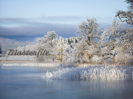 Winter trees at lake Winter trees at lake
