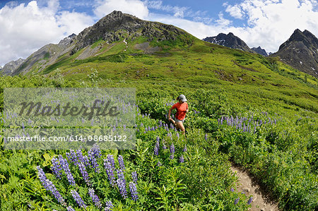Woman running the Gold Mint Trail amongst mountain lupins, Talkeetna Mountains near Hatcher Pass, Alaska, USA