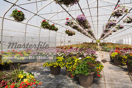 Commercial greenhouse with rows of mixed flowering plants - Petunias in hanging baskets, red Pelargonium and Geraniums in containers