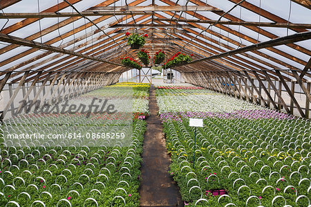 Commercial greenhouse with red Pelargonium - Geranium flowers in hanging baskets and red, yellow, mauve and white flowering Petunia plants in containers