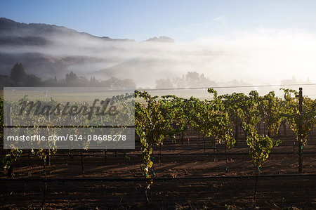 Rows on grape vines in vineyard, California, USA