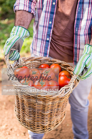 Midsection of male gardener carrying fresh organic tomatoes in basket at vegetable garden