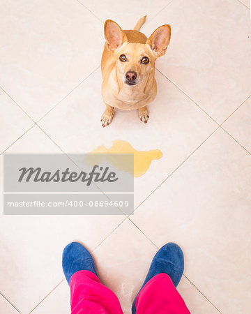 chihuahua dog being punished for urinate or pee  at home by his owner, isolated on the floor