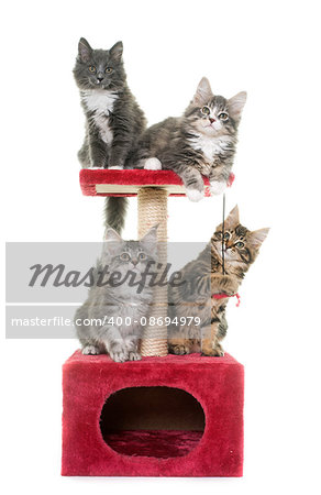 maine coon kitten o, scratching post in front of white background